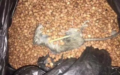 Уничтожение крыс в гаражном кооперативе Заря