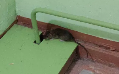 Уничтожение мышей в подъезде жилого дома дома в Петушках