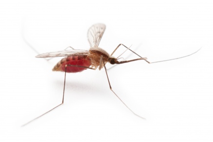 Уничтожение комаров   в Петушках 