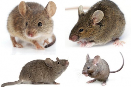 Уничтожение (дератизация) мышей   в Петушках 