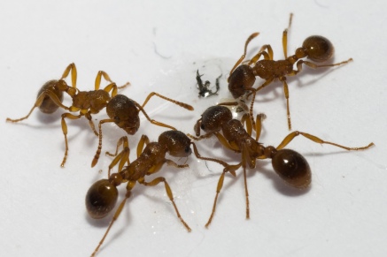 Уничтожение муравьев   в Петушках 